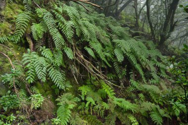 Bir yağmurlu günde güzel orman. Hiking trail. Anaga Village Park - eski orman Tenerife, Kanarya Adaları.