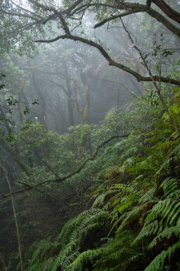 Bir yağmurlu günde güzel orman. Hiking trail. Anaga Village Park - eski orman Tenerife, Kanarya Adaları.