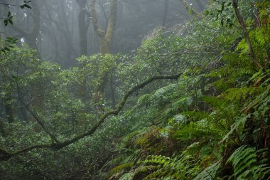 Bir yağmurlu günde güzel orman. Hiking trail. Anaga Village Park - eski orman Tenerife, Kanarya Adaları.