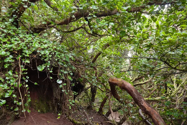 Beautiful forest on a rainy day. Hiking trail. Anaga Village Park - Ancient Forest in Tenerife, Canary Islands.