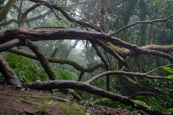 Bir yağmurlu günde güzel orman. Hiking trail. Anaga Village Park - eski orman Tenerife, Kanarya Adaları.