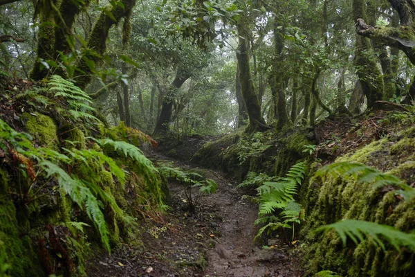 Bir yağmurlu günde güzel orman. Hiking trail. Anaga Village Park - eski orman Tenerife, Kanarya Adaları.