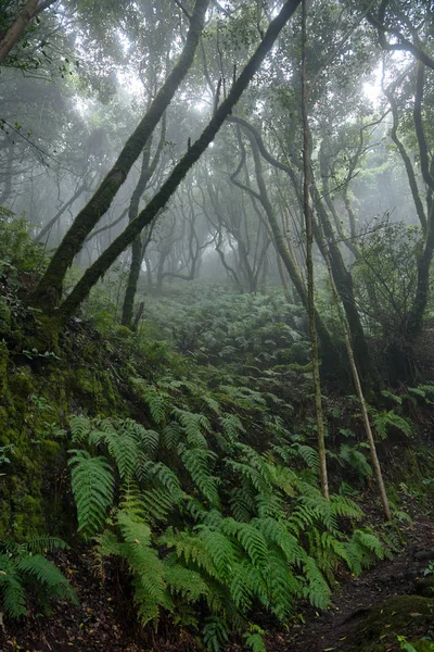Bir yağmurlu günde güzel orman. Hiking trail. Anaga Village Park - eski orman Tenerife, Kanarya Adaları.