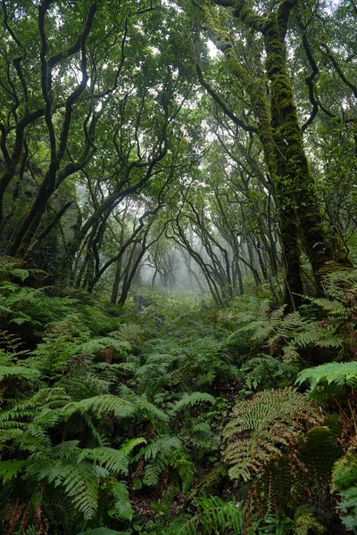 Beautiful forest on a rainy day. Hiking trail. Anaga Village Park - Ancient Forest in Tenerife, Canary Islands.