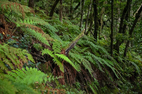雨の日に美しい森 ハイキング コース 阿那賀村公園 テネリフェ島 カナリア諸島の古代森林 — ストック写真