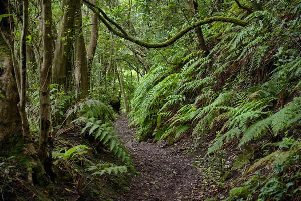 Beautiful forest on a rainy day. Hiking trail. Anaga Village Park - Ancient Forest in Tenerife, Canary Islands.