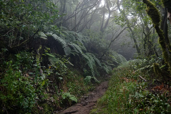 Bir yağmurlu günde güzel orman. Hiking trail. Anaga Village Park - eski orman Tenerife, Kanarya Adaları.