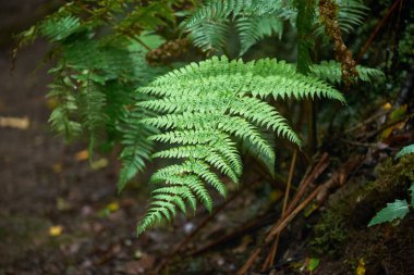 Bir yağmurlu günde güzel orman. Hiking trail. Anaga Village Park - eski orman Tenerife, Kanarya Adaları.