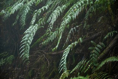 Bir yağmurlu günde güzel orman. Hiking trail. Anaga Village Park - eski orman Tenerife, Kanarya Adaları.