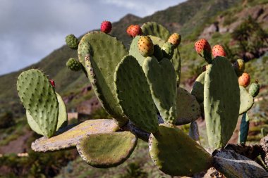 Kaktüsler bloom dağlarda. Masca Gorge kaktüsler kütükler.