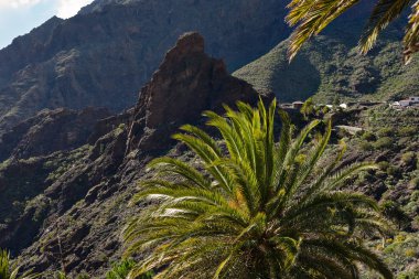 Tenerife şehrindeki masca Gorge. Palmiye ağaçları dağlarda.
