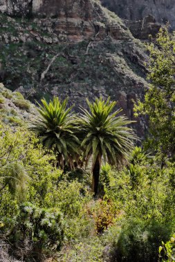 Tenerife şehrindeki masca Gorge. Palmiye ağaçları dağlarda.