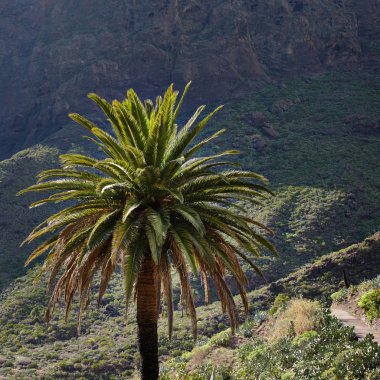 Tenerife şehrindeki masca Gorge. Palmiye ağaçları dağlarda.