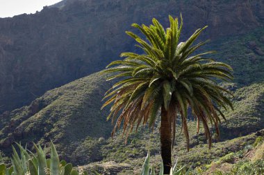 Tenerife şehrindeki masca Gorge. Palmiye ağaçları dağlarda.