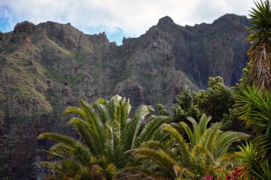 Tenerife şehrindeki masca Gorge. Palmiye ağaçları dağlarda.