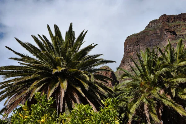 Masca Schlucht Auf Teneriffa Palmen Den Bergen — Stockfoto