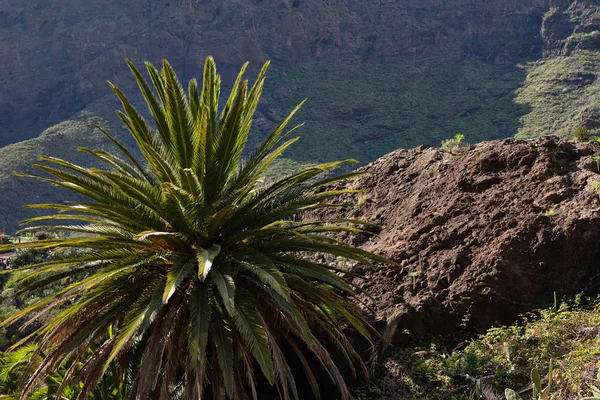 Masca Schlucht Auf Teneriffa Palmen Den Bergen — Stockfoto