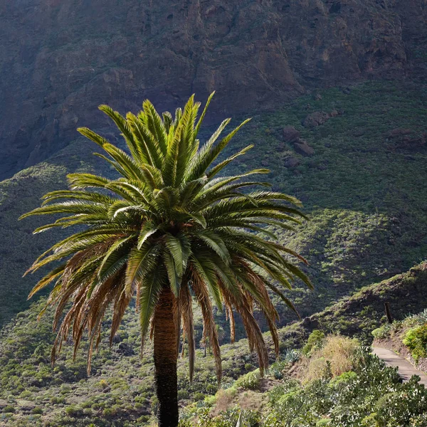 Masca Schlucht Auf Teneriffa Palmen Den Bergen — Stockfoto