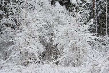 Kar kış ormanda. Lithuania.A güzel kış sezon sahnede Noel zamanında karlı orman.