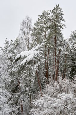 Kar kış ormanda. Lithuania.A güzel kış sezon sahnede Noel zamanında karlı orman.