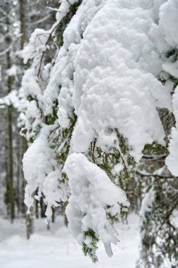 Kar kış ormanda. Lithuania.A güzel kış sezon sahnede Noel zamanında karlı orman.