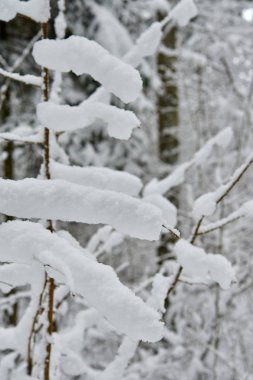 Kar kış ormanda. Lithuania.A güzel kış sezon sahnede Noel zamanında karlı orman.