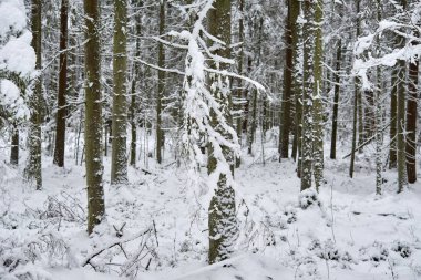 Kar kış ormanda. Lithuania.A güzel kış sezon sahnede Noel zamanında karlı orman.
