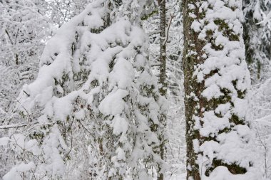 Kar kış ormanda. Lithuania.A güzel kış sezon sahnede Noel zamanında karlı orman.