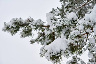 Kar kış ormanda. Lithuania.A güzel kış sezon sahnede Noel zamanında karlı orman.