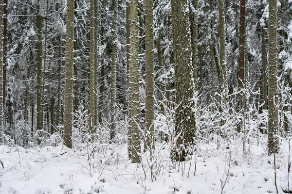 숲입니다 크리스마스 시간에 Lithuania 장면에서 — 스톡 사진
