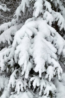 Noel ağaçları güzel karlı kar vardır. Kış arka planlar.
