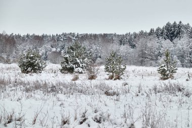 Litvanya ile orman Background.Christmas dönem karlı manzara.