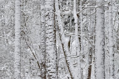 Görkemli kış manzarası. Bir dramatik kış sahne.