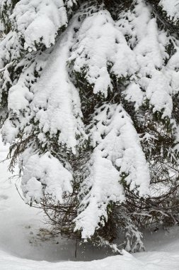 Noel ağaçları güzel karlı kar vardır. Kış arka planlar.