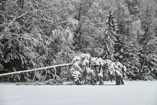 Large Pine Drowned Lake Drowned Big Tree — Stock Photo, Image