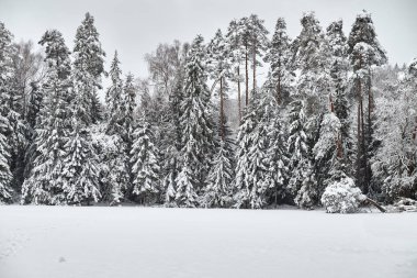 Litvanya ile orman Background.Christmas dönem karlı manzara.