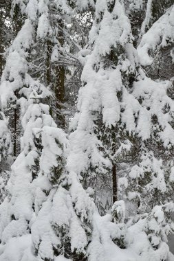 Noel ağaçları güzel karlı kar vardır. Kış arka planlar.