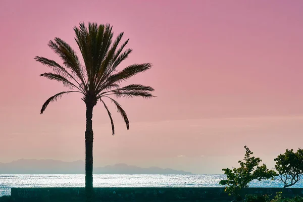 Palm babassu günbatımı gökyüzü arka plan. Pembe günbatımı okyanus tarafından. La Gomera adadan Tenerife görünümünü.