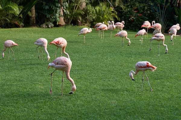 Flamingos grupo no fundo grama verde . — Fotografia de Stock