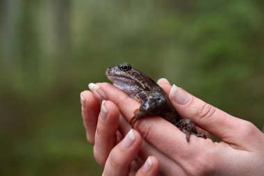 Brown frog in woman's hands. clipart