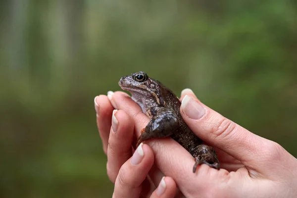 Brown frog in woman\'s hands.