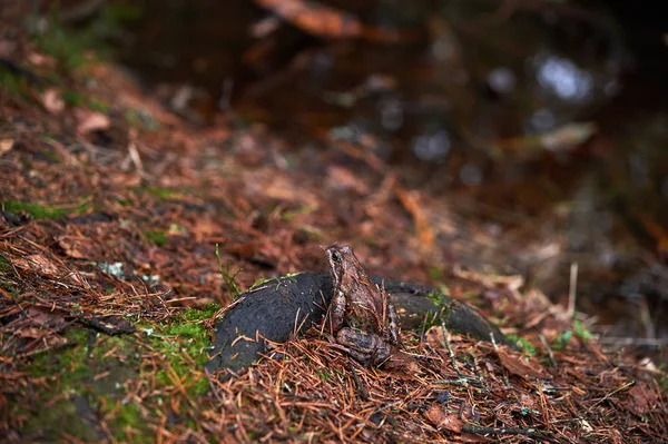 Brown frog in the forest. — Stock Photo, Image