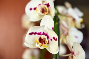 Beyaz Orkide büyük bir planda yüzük.