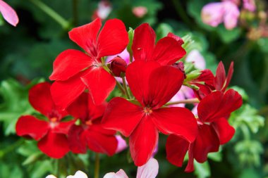 pek çok kırmızı çiçekler.