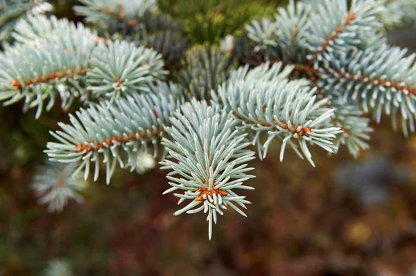 Branches de pin argenté à proximité . — Photo