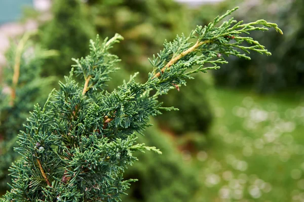 Grön vegetation bakgrund. — Stockfoto