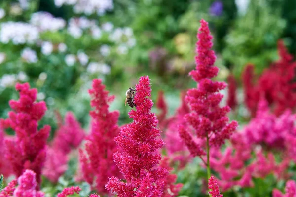 Miel de abejas trabajando con flor roja . — Foto de Stock