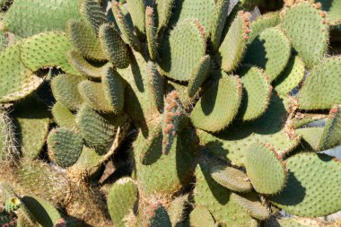 Kaktüs doku arka plan.