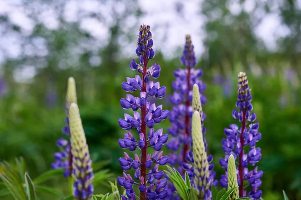 Campo de altramuz violeta salvaje — Foto de Stock