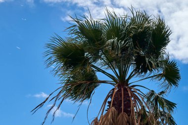 Mavi gökyüzü arka planda Tropikal hindistan cevizi palmiye ağacı.